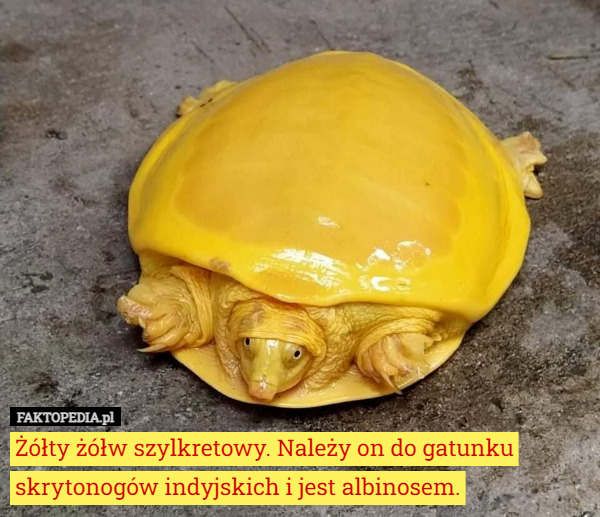 Żółty żółw szylkretowy. Należy on do gatunku skrytonogów indyjskich i jest...