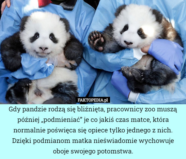 Gdy pandzie rodzą się bliźnięta, pracownicy zoo muszą później „podmieniać”