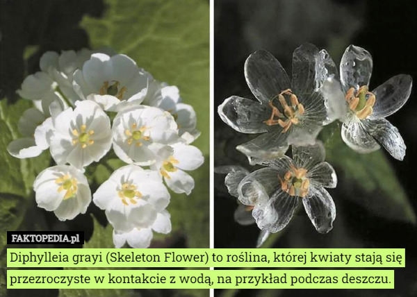 Diphylleia grayi (Skeleton Flower) to roślina, której kwiaty stają się przezroczyste...