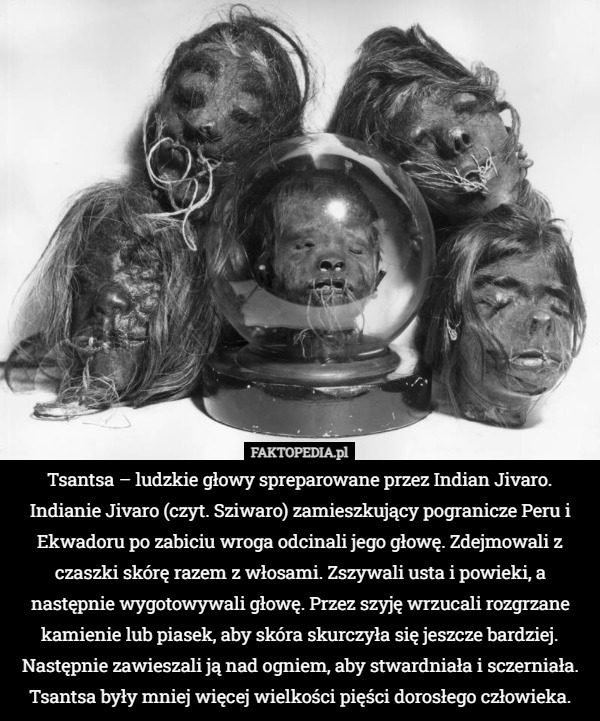 Tsantsa – ludzkie głowy spreparowane przez Indian Jivaro. Indianie Jivaro...