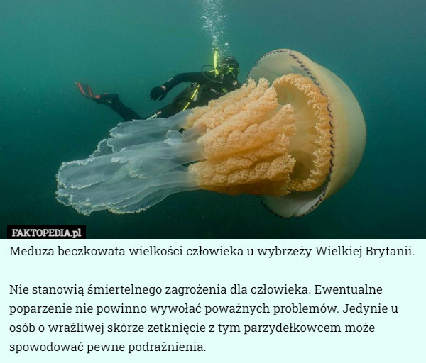 Meduza beczkowata wielkości człowieka u wybrzeży Wielkiej Brytanii. Nie...