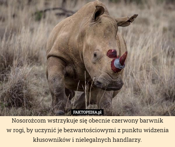 Nosorożcom wstrzykuje się obecnie czerwony barwnik
w rogi, by uczynić je