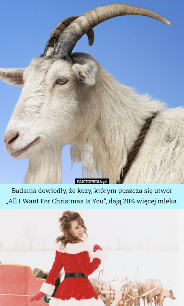 Badania dowiodły, że kozy, którym puszcza się utwór „All I Want For Christmas...