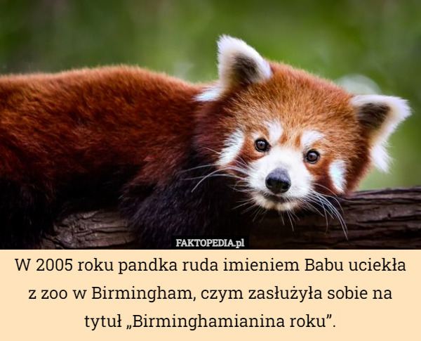 W 2005 roku pandka ruda imieniem Babu uciekła z zoo w Birmingham, czym zasłużyła...