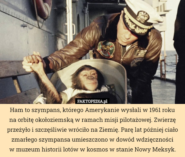 Ham to szympans, którego Amerykanie wysłali w 1961 roku na orbitę okołoziemską...