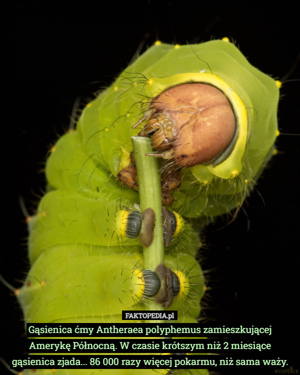 Gąsienica ćmy Antheraea polyphemus zamieszkującej Amerykę Północną. W czasie...