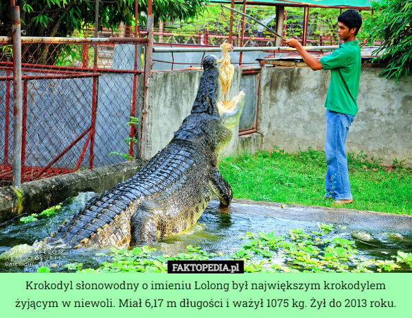 Krokodyl słonowodny o imieniu Lolong był największym krokodylem żyjącym...