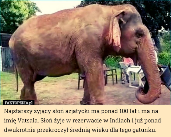Najstarszy żyjący słoń azjatycki ma ponad 100 lat i ma na imię Vatsala...