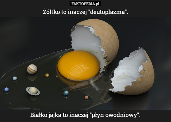 Żółtko to inaczej "deutoplazma". Białko jajka to inaczej...