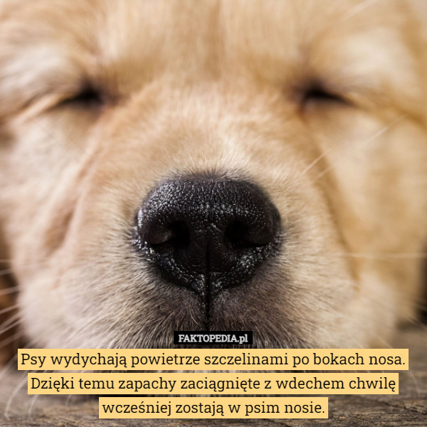 Psy wydychają powietrze szczelinami po bokach nosa. Dzięki temu zapachy...