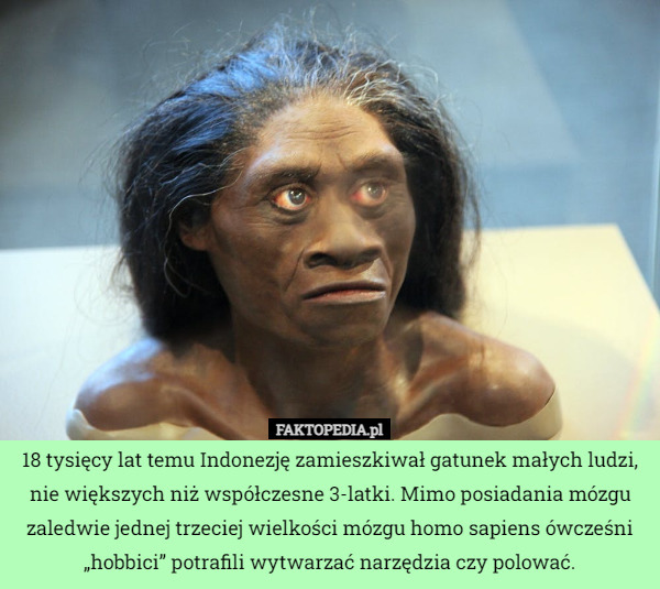 18 tysięcy lat temu Indonezję zamieszkiwał gatunek małych ludzi, nie większych...