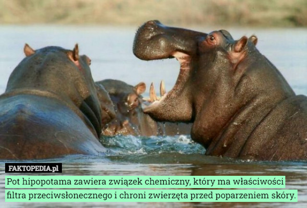 Pot hipopotama zawiera związek chemiczny, który ma właściwości filtra przeciwsłonecznego...