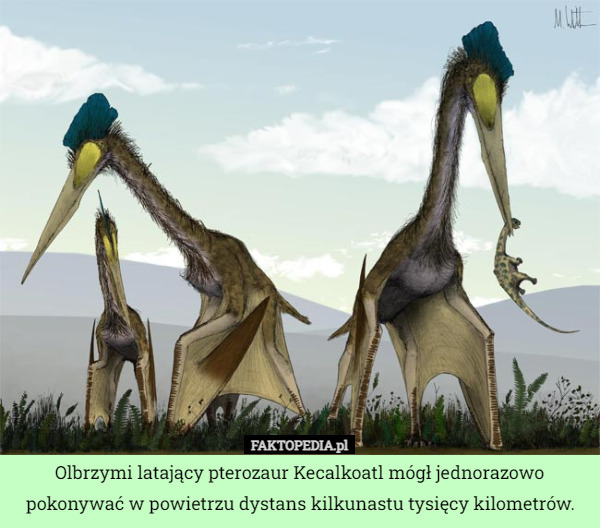 Olbrzymi latający pterozaur Kecalkoatl mógł jednorazowo pokonywać