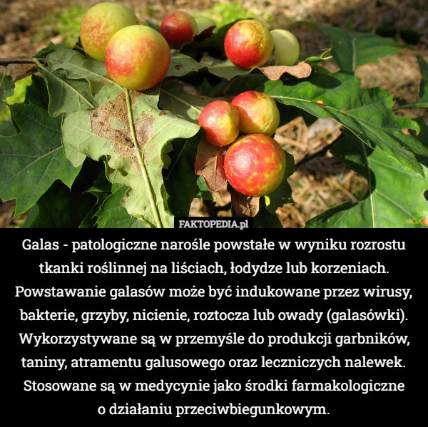Galas - patologiczne narośle powstałe w wyniku rozrostu tkanki roślinnej...
