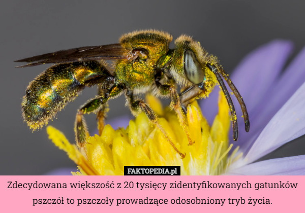 Zdecydowana większość z 20 tysięcy zidentyfikowanych gatunków pszczół to...
