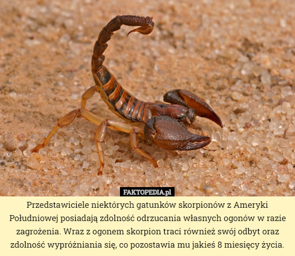 Przedstawiciele niektórych gatunków skorpionów z Ameryki Południowej posiadają...