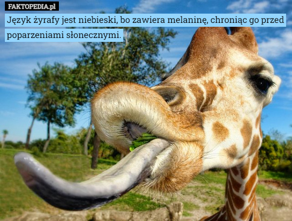Język żyrafy jest niebieski, bo zawiera melatoninę, chroniąc go przed poparzeniami