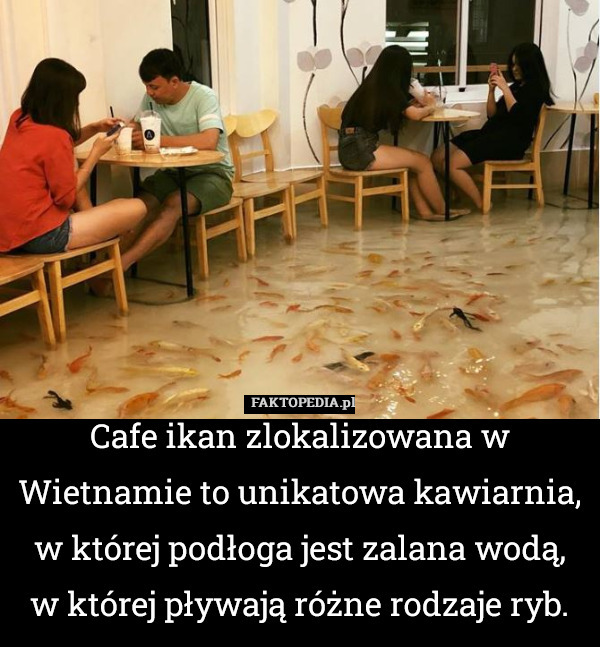 Cafe ikan zlokalizowana w Wietnamie to unikatowa kawiarnia, w której podłoga