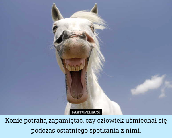 Konie potrafią zapamiętać, czy człowiek uśmiechał się podczas ostatniego