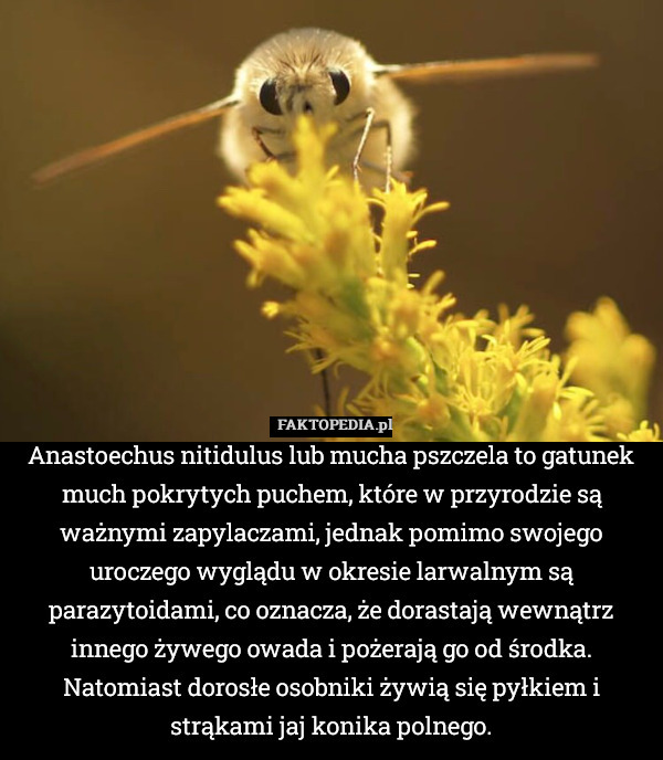 Anastoechus nitidulus lub mucha pszczela to gatunek much pokrytych puchem,