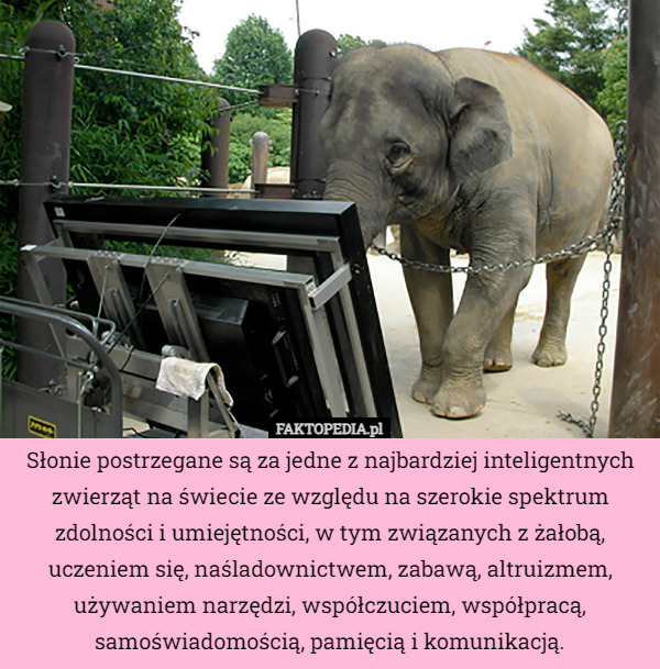 Słonie postrzegane są za jedne z najbardziej inteligentnych zwierząt na świecie...