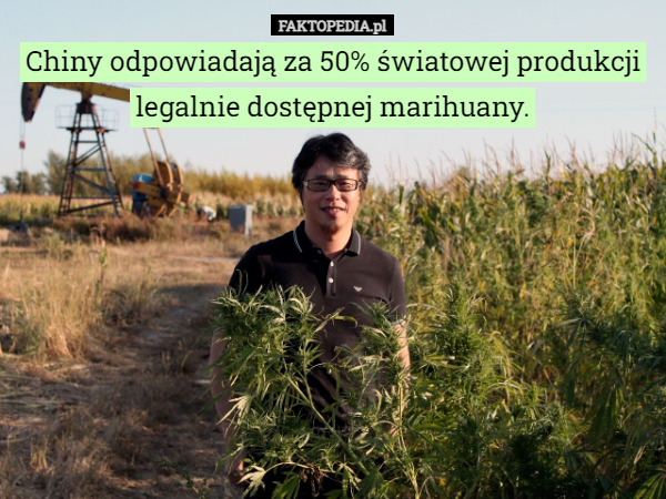 Chiny odpowiadają za 50% światowej produkcji legalnie dostępnej marihuany.