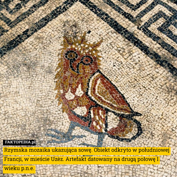 Rzymska mozaika ukazująca sowę. Obiekt odkryto w południowej Francji, w
