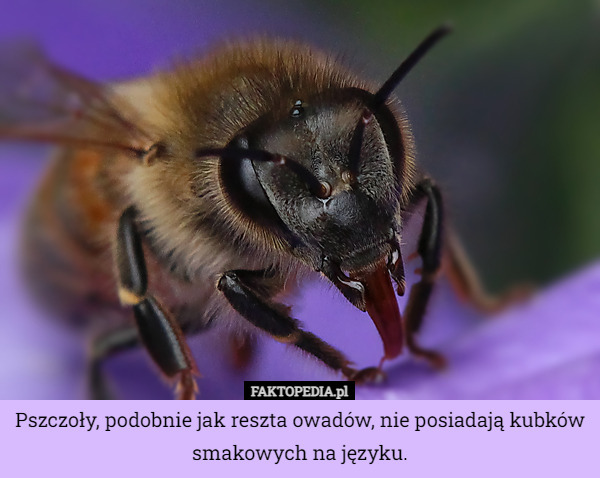 Pszczoły, podobnie jak reszta owadów, nie posiadają kubków smakowych na...