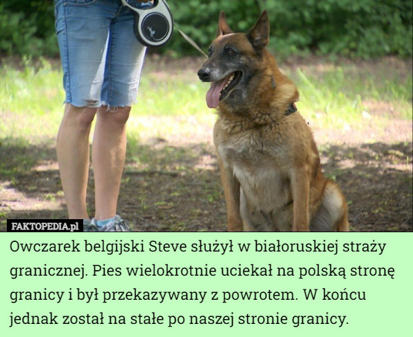 Owczarek belgijski Steve służył w białoruskiej straży granicznej. Pies wielokrotnie...