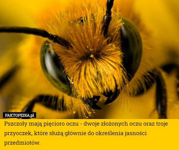 Pszczoły mają pięcioro oczu - dwoje złożonych oczu oraz troje przyoczek,