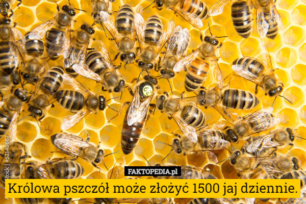 Królowa pszczół może złożyć 1500 jaj dziennie.