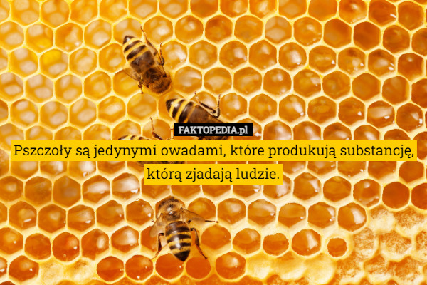 Pszczoły są jedynymi owadami, które produkują substancję, którą zjadają