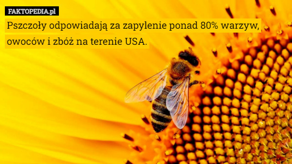 Pszczoły odpowiadają za zapylenie ponad 80% warzyw, owoców i zbóż na terenie