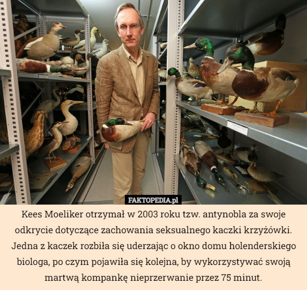 Kees Moeliker otrzymał w 2003 roku tzw. antynobla za swoje odkrycie dotyczące...