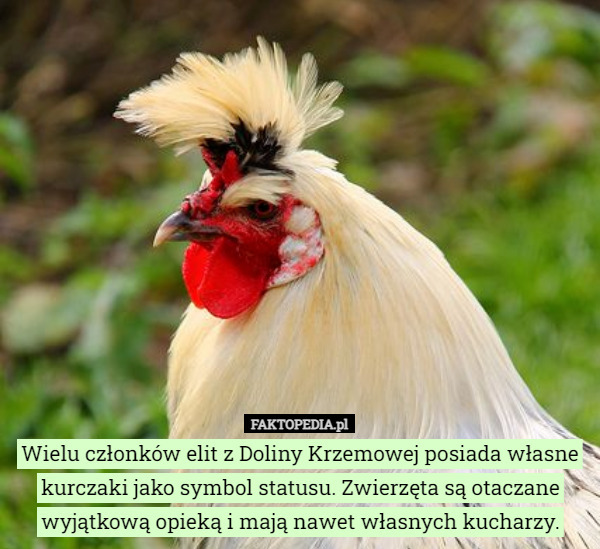 Wielu członków elit z Doliny Krzemowej posiada własne kurczaki jako symbol...