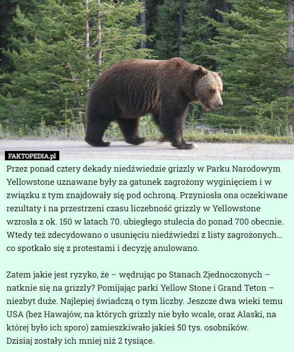 Przez ponad cztery dekady niedźwiedzie grizzly w Parku Narodowym Yellowstone...