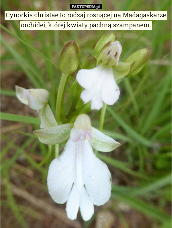 Cynorkis christae to rodzaj rosnącej na Madagaskarze orchidei, której kwiaty...