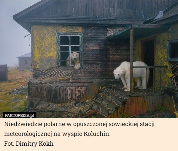 Niedźwiedzie polarne w opuszczonej sowieckiej stacji meteorologicznej na...