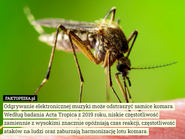 Odgrywanie elektronicznej muzyki może odstraszyć samice komara. Według badania...