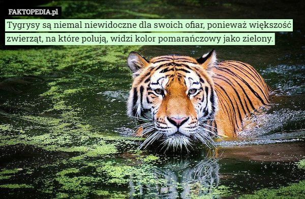 Tygrysy są niemal niewidoczne dla swoich ofiar, ponieważ większość zwierząt...