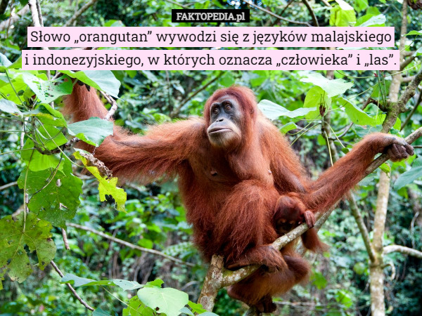 Słowo „orangutan” wywodzi się z języków malajskiego i indonezyjskiego, w...