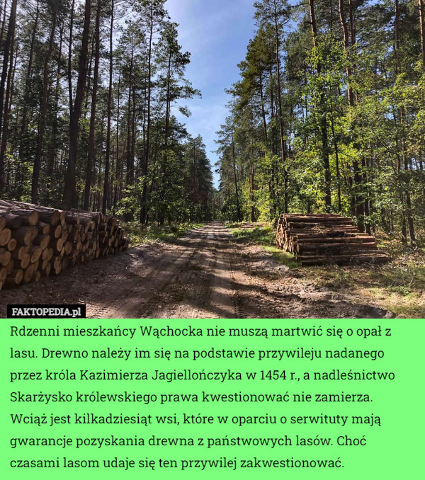 Rdzenni mieszkańcy Wąchocka nie muszą martwić się o opał z lasu. Drewno...