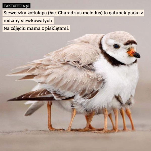 Sieweczka żółtołapa (łac. Charadrius melodus) to gatunek ptaka z rodziny