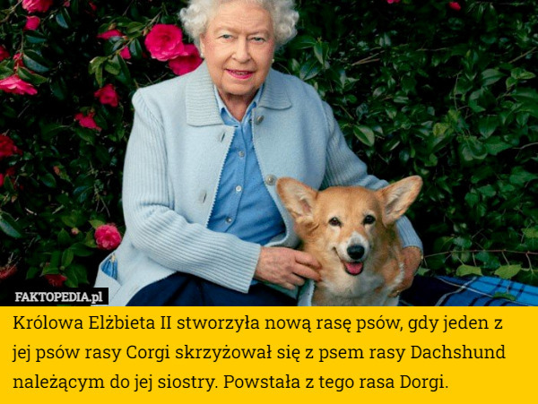 Królowa Elżbieta II stworzyła nową rasę psów, gdy jeden z jej psów rasy