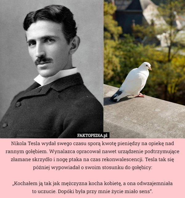 Nikola Tesla wydał swego czasu sporą kwotę pieniędzy na opiekę nad rannym...