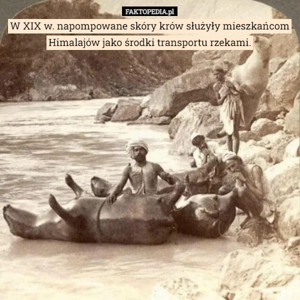 W XIX w. napompowane skóry krów służyły mieszkańcom Himalajów jako środki...