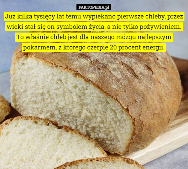 Już kilka tysięcy lat temu wypiekano pierwsze chleby, przez wieki stał się...