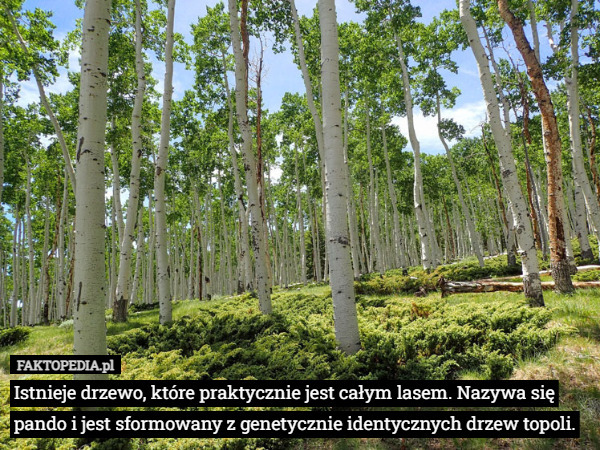 Istnieje drzewo, które praktycznie jest całym lasem. Nazywa się pando i...