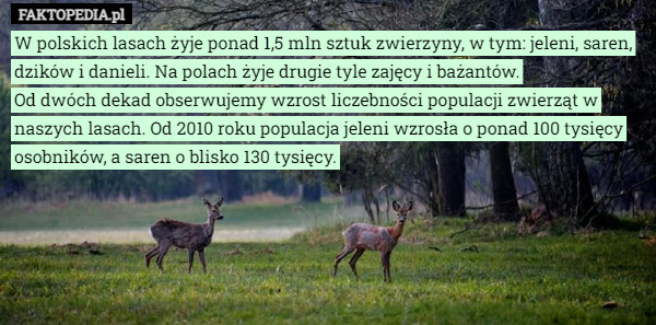 W polskich lasach żyje ponad 1,5 mln sztuk zwierzyny, w tym: jeleni, saren...