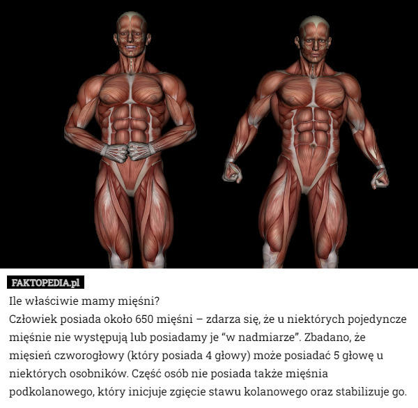 Ile właściwie mamy mięśni? Człowiek posiada około 650 mięśni – zdarza się...